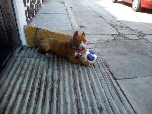 my capitan jugando con su pelotita. . . my capitan jugando con su pelotita. . .
